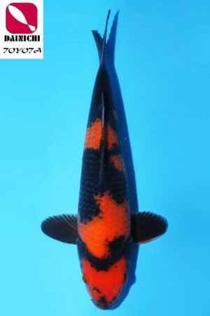 GK-3488 - Hi Utsuri - Dainichi