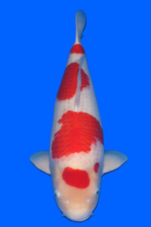 GK-3447 - Kohaku - Tamaura