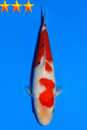 GK-3442 - Sanke - Dainichi