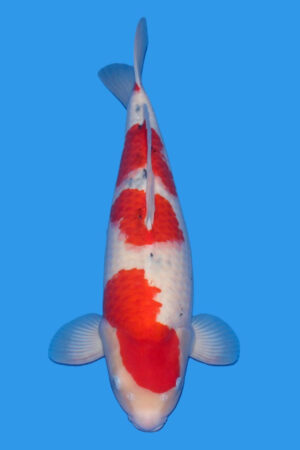 GK-3448 - Kohaku - Tamaura