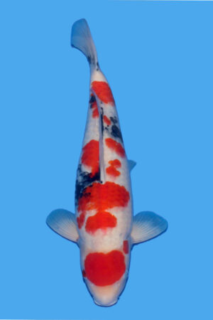 GK-3452 - Showa - Tamaura