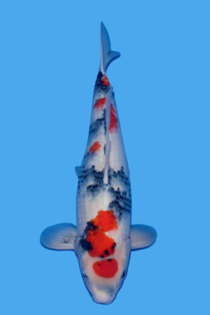 GK-3453 - Showa - Tamaura