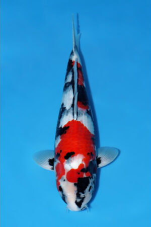 GK-3445 - Showa - Tani Koi Farm