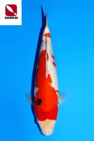 GK-3405 - Showa - Dainichi