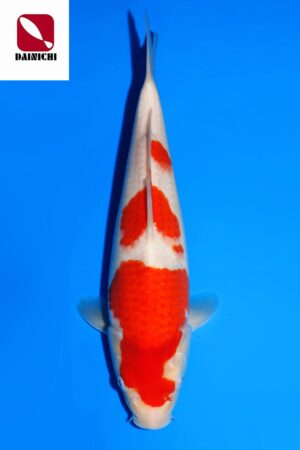 GK-3407 - Kohaku - Dainichi
