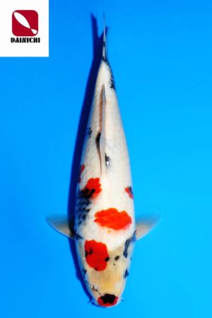 GK-3410 - Showa - Dainichi