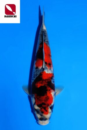 GK-3511 - Showa - Dainichi