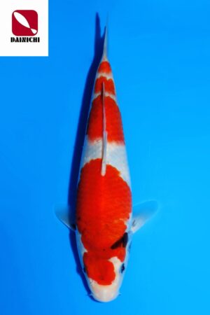 GK-3512 - Showa - Dainichi