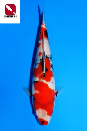 GK-3516 - Showa - Dainichi