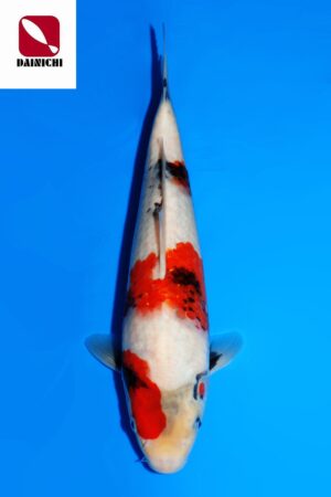 GK-3517 - Showa - Dainichi