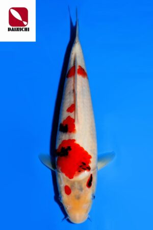 GK-3492 - Showa - Dainichi