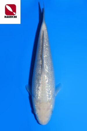 GK-3519 - Gin Rin Soragoi - Dainichi