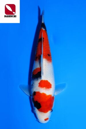 GK-3520 - Showa - Dainichi