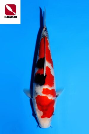 GK-3520 - Showa - Dainichi