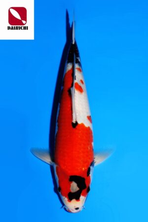 GK-3533 - Showa - Dainichi