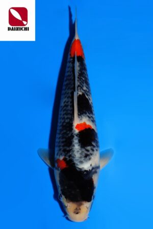 GK-3493 - Showa - Dainichi