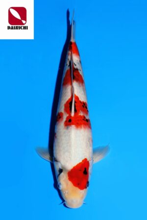 GK-3536 - Showa - Dainichi