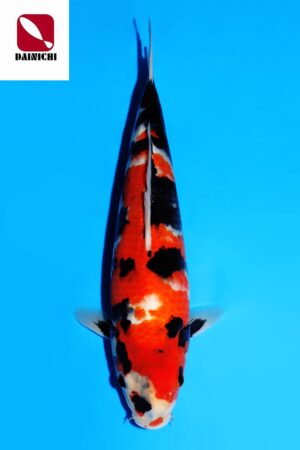 GK-3552 - Showa - Dainichi