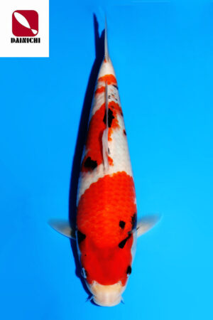 GK-3555 - Showa - Dainichi