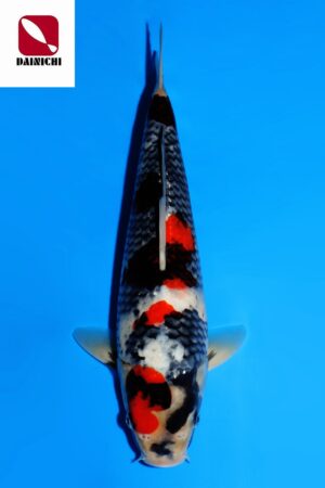 GK-3572 - Showa - Dainichi