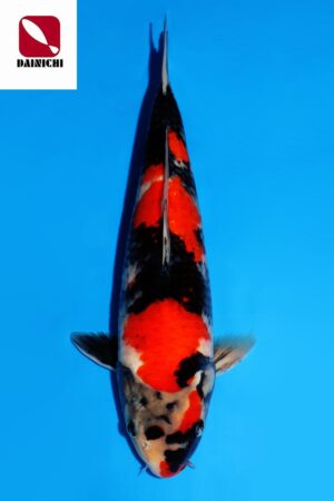 GK-3573 - Showa - Dainichi