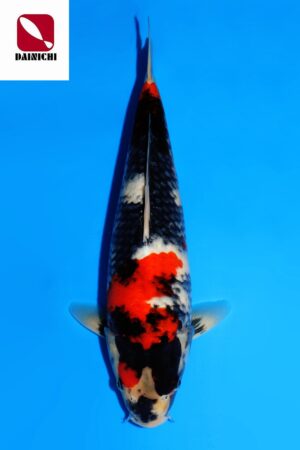 GK-3574 - Showa - Dainichi