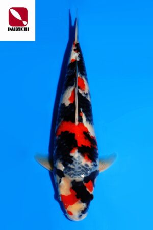 GK-3575 - Showa - Dainichi