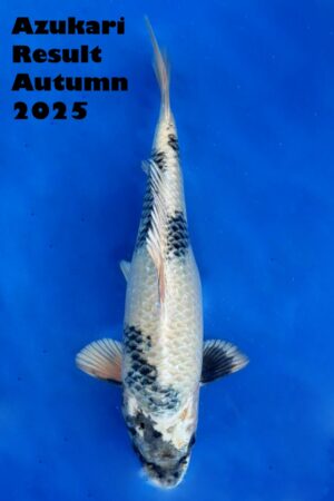 GK-3490 - Gin Shiro Utsuri - Tanaka Satoshi