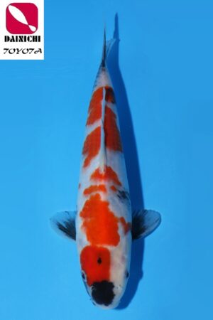 GK-3582 - Showa - Dainichi