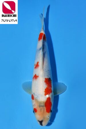 GK-3583 - Showa - Dainichi