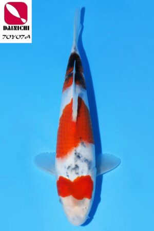 GK-3584 - Showa - Dainichi