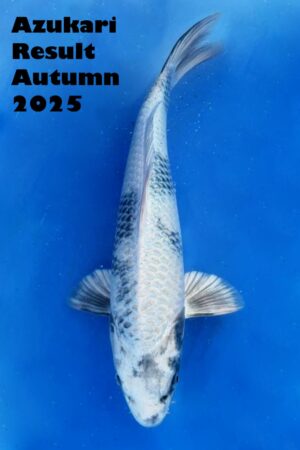 GK-3491 - Gin Shiro Utsuri - Tanaka Satoshi