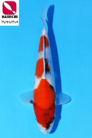 GK-3586 - Showa - Dainichi