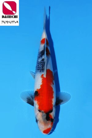 GK-3587 - Showa - Dainichi