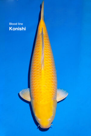 GK-3531 - Karashigoi - Ogata