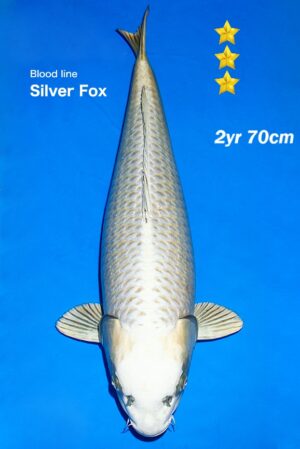 GK-3530 - Mukashi Ogon - Ogata