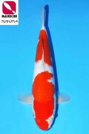 GK-3525 - Kohaku - Dainichi