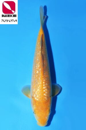 GK-3522 - Gin Rin Karashigoi - Dainichi