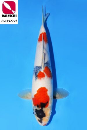 GK-3524 - Showa - Dainichi