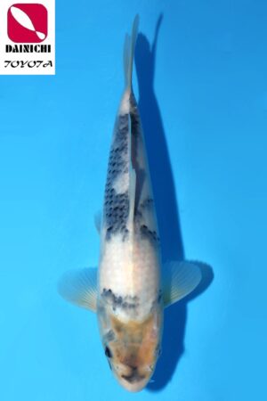 GK-3496 - Shiro Utsuri - Dainichi