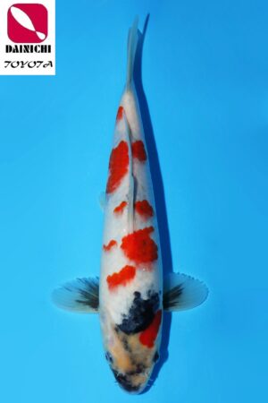 GK-3499 - Showa - Dainichi