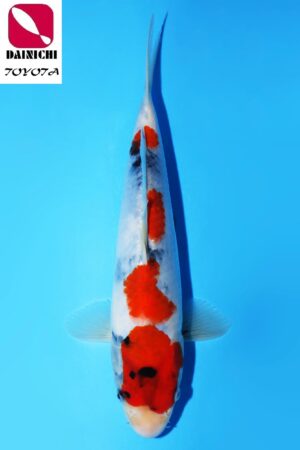 GK-3500 - Showa - Dainichi