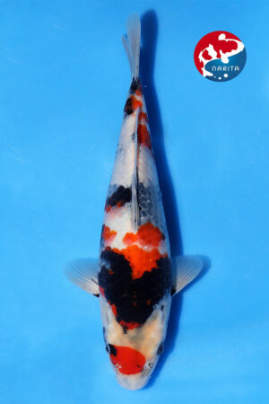 GK-3569 - Showa - Isa