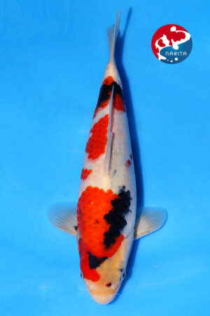 GK-3570 - Showa - Isa