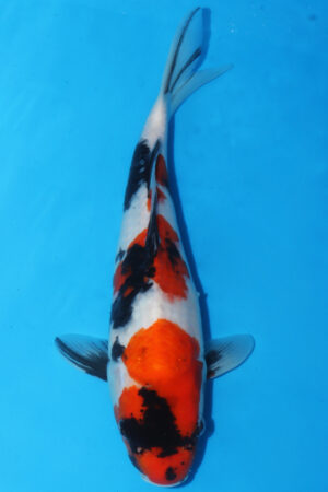 A-0012 - Showa - Maruhide