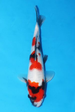 A-0013 - Showa - Isa