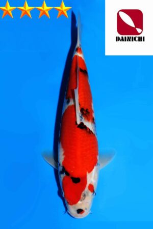 A-0337 - Showa - Dainichi