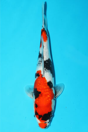 GK-3543 - Gin Rin Showa - Hiroi/Connias