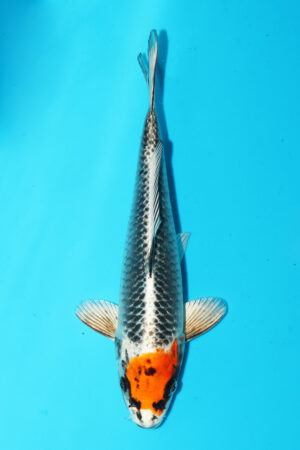 GK-3546 - Tancho Kujaku - Saito