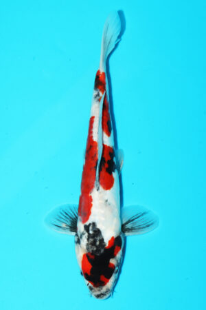 GK-3548 - Doitsu Showa - Hiroi/Connias